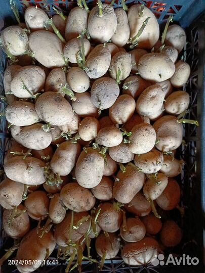 Продам картофель на посадку