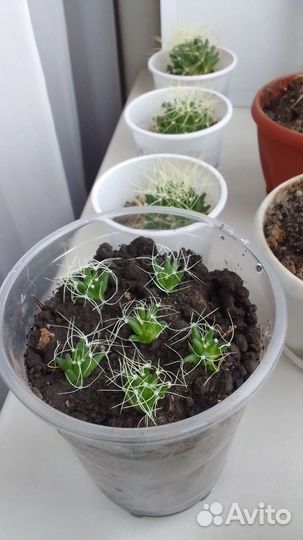 Кактусы и суккуленты