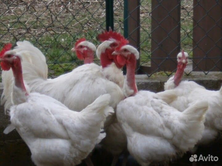 Бройлерные индокуры цветные голошейки