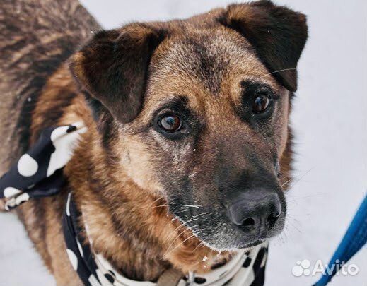 Джеффри не должен зачахнуть в приюте