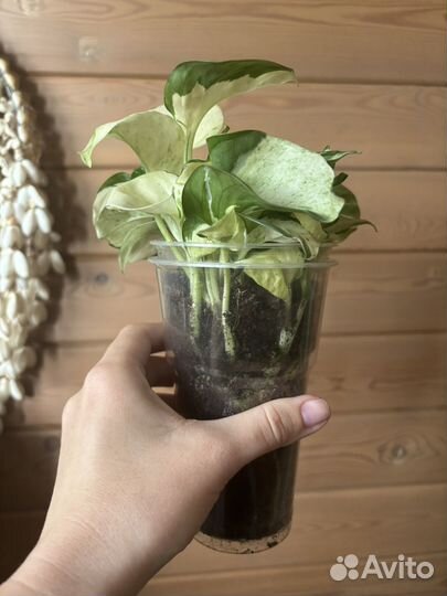 Сциндапсус эпипремнум н джой хеппи лиф