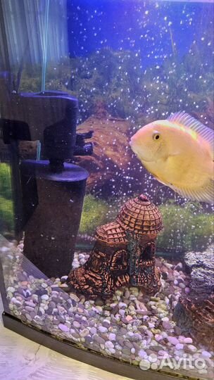 Аквариум с рыбками