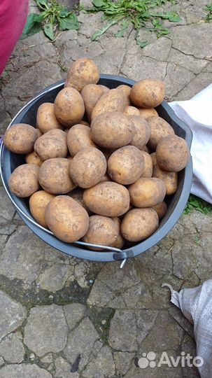 Продам картофель