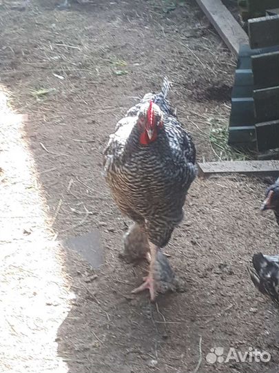Куры мехеленская кукушка