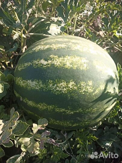 Арбуз оптом