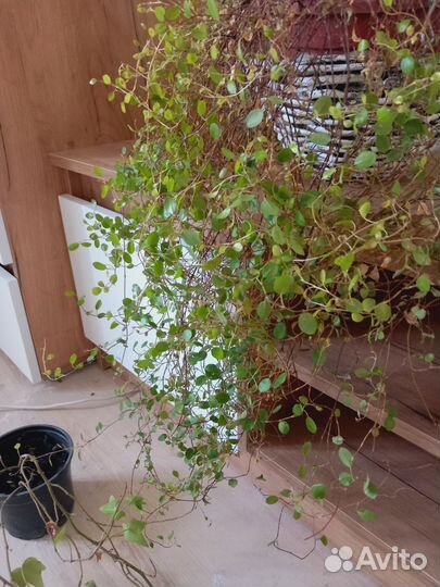 Мюленбекия и вьюн