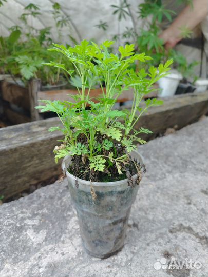 Рассада цветы