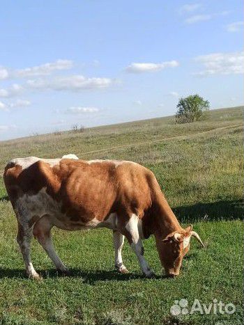 Коровы дойные