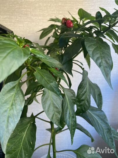 Перец комнатный острый