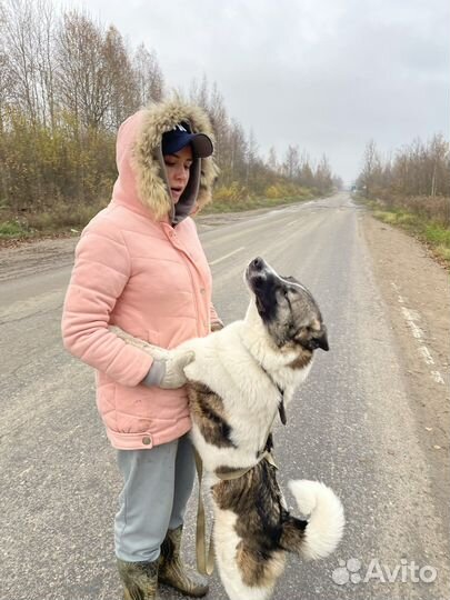 Счастливчик жил в квартире, но пёс был предан