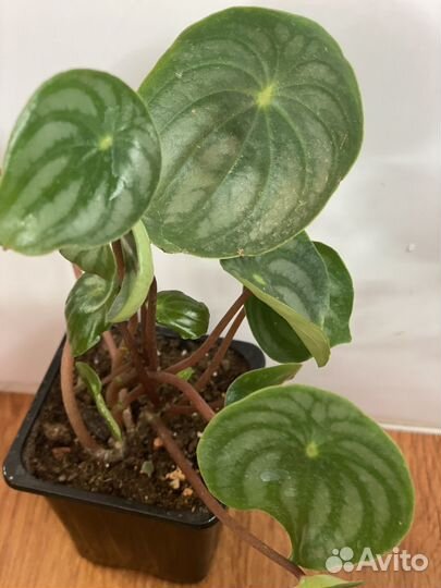 Пеперомии и не только