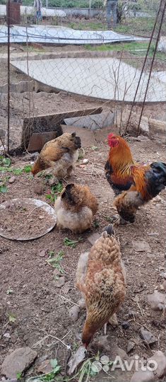 Инкубационные яйца, цыплята