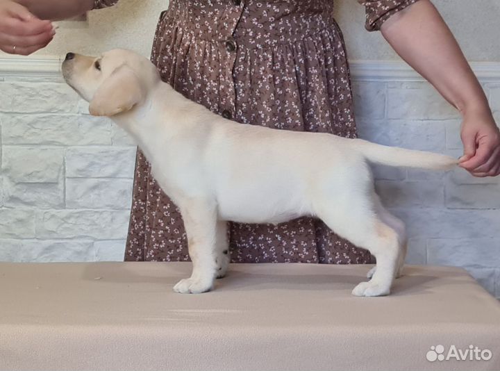 Щенки лабрадора