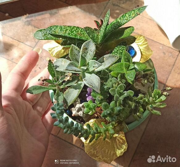 Композиция с суккулентами