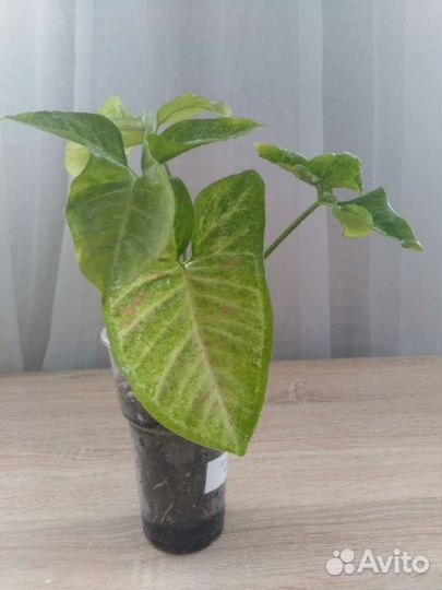 Сингониум милк конфетти