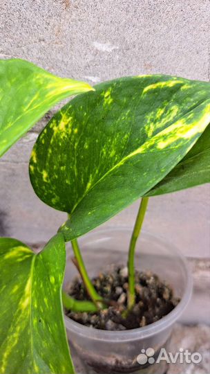 Сциндапсус золотистый