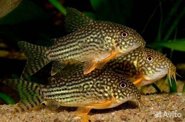 Коридорасы