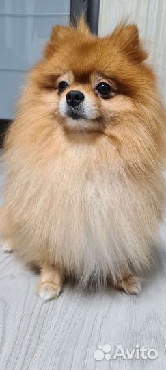 Кобель для вязки