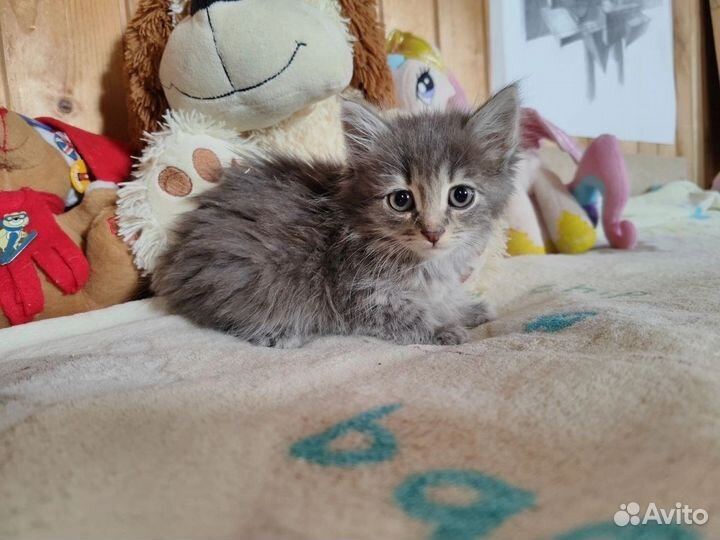 Котята бесплатно