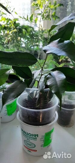 Фикус Бенджамина