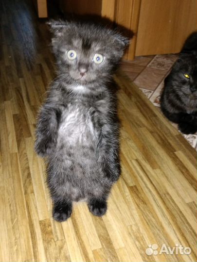 Котенок