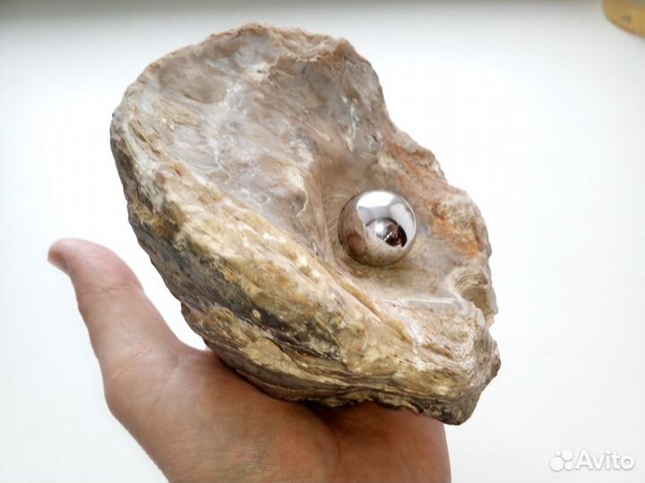 Окаменелая 