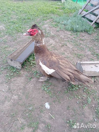 Селезень индоутки крупный тяжёлой линии