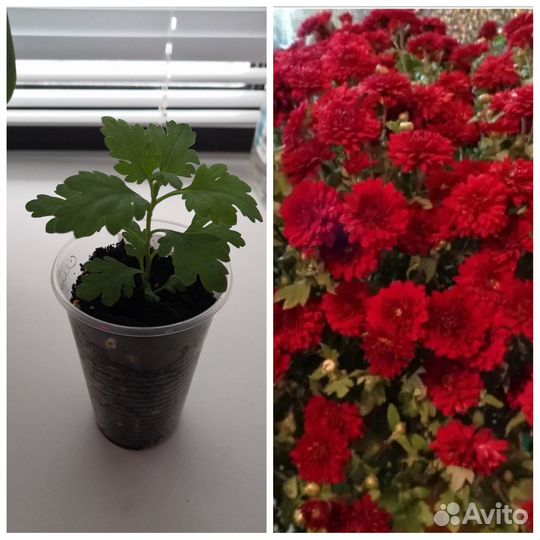 Хризантемы мультифлора