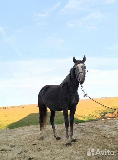 Продам лошадь