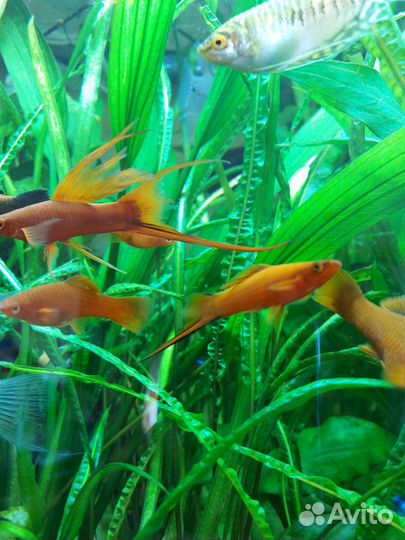 Украшение для аквариума