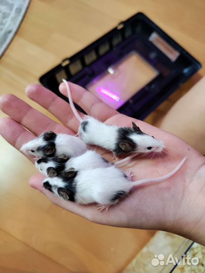 Декоративные японские карликовые мышки