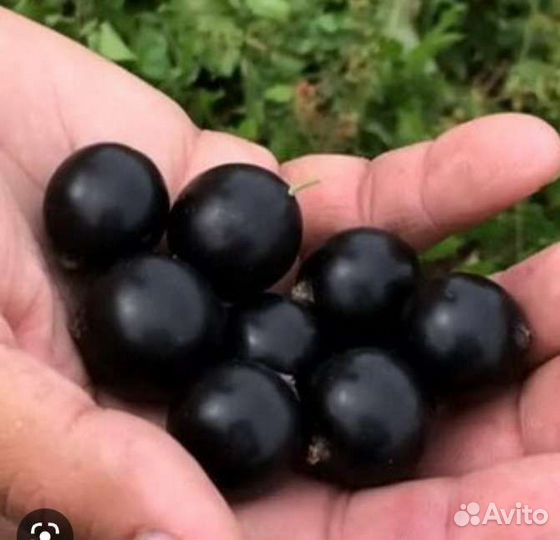 Отличные Саженцы