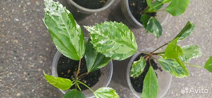 Гибискус пестролистный (китайская роза)