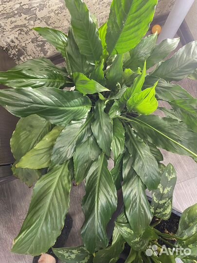 Спатифиллум