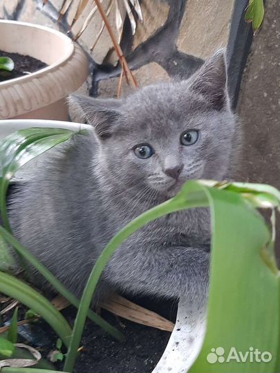 Британские котята
