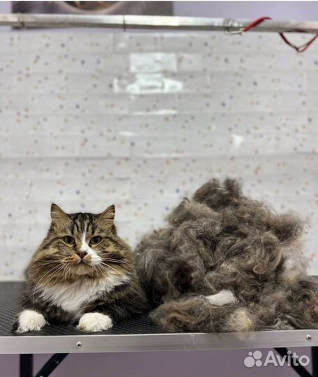 Экспресс линька собак и кошек