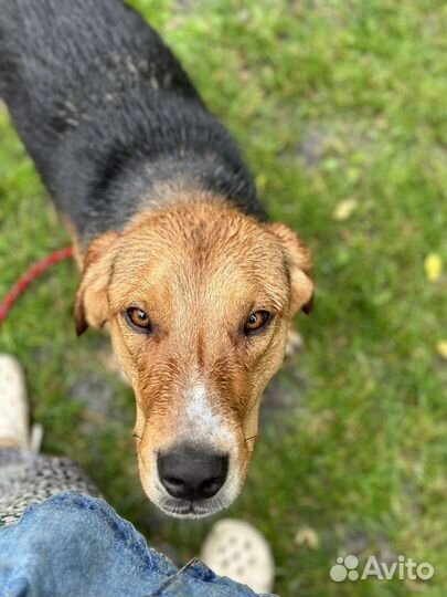 Спасенный из усыпалки гончий пес ищет дом