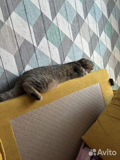 Кошечка ищет жениха