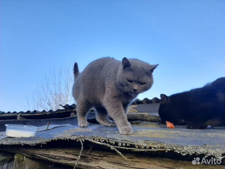 Котик британец или шотландец