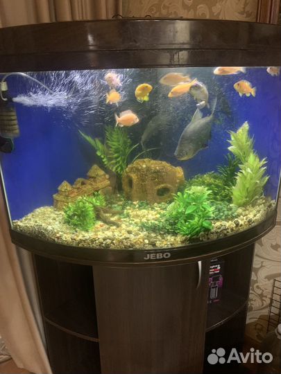 Аквариум