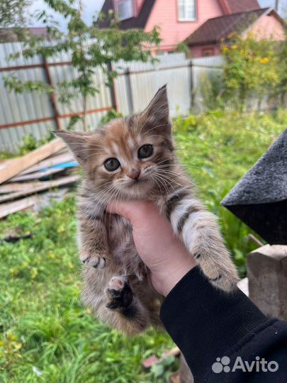 Шотландская