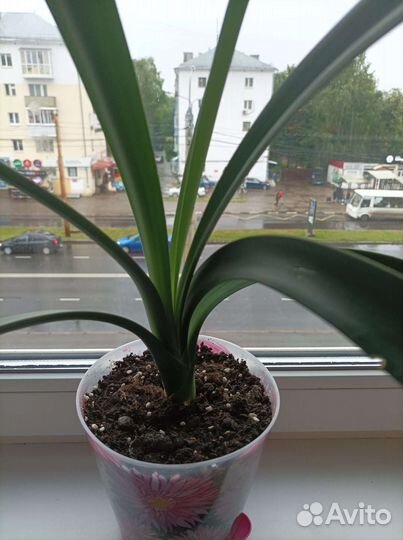 Комнатные цветы кливия