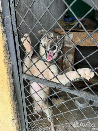 Собака в добрые руки