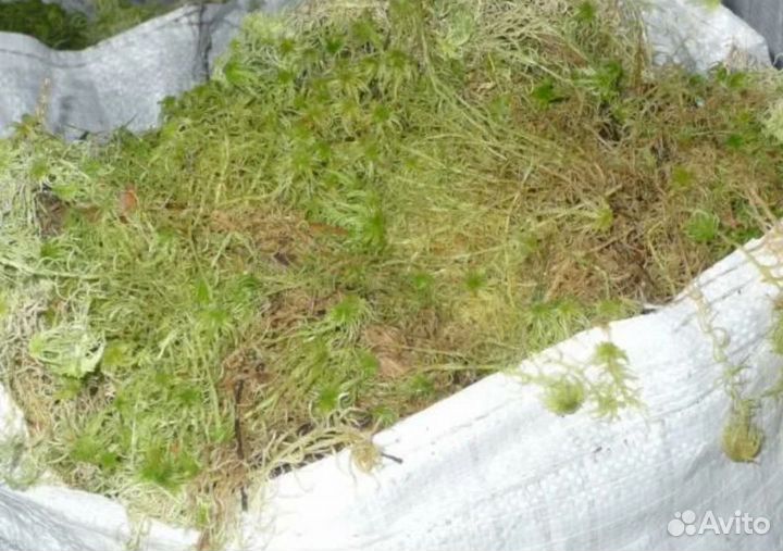 Мох для бани (сфагнум болотный )