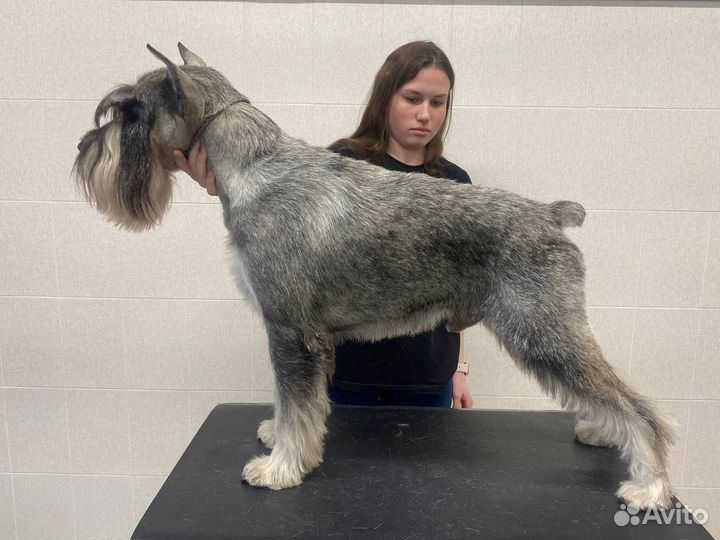 Тримминг, груминг и стрижка шнауцеров