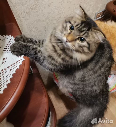 Котик красавец 6 мес