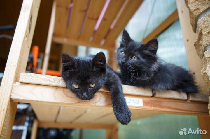 Черные котятки ищут дом:)
