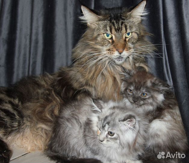 Котята пушистые