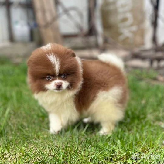 Померанский шпиц мальчик