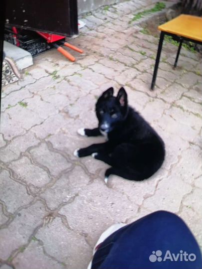 Щенки в добрые руки